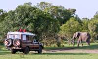 Puzzle SAFARI