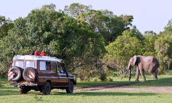 Puzzle 13902 - SAFARI