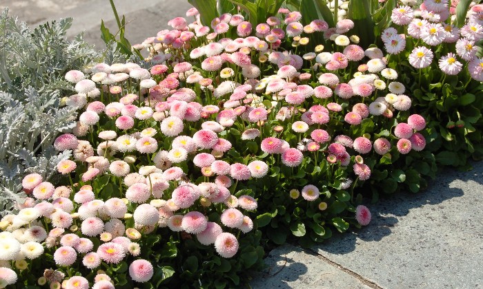 Puzzle Pomponettes - Paysages & Fleurs - Absolu Puzzle