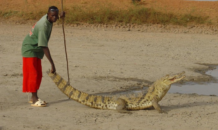 Puzzle Crocodile - Animaux - Absolu Puzzle
