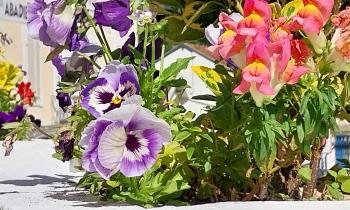 Puzzle 13164 - Fleurs
