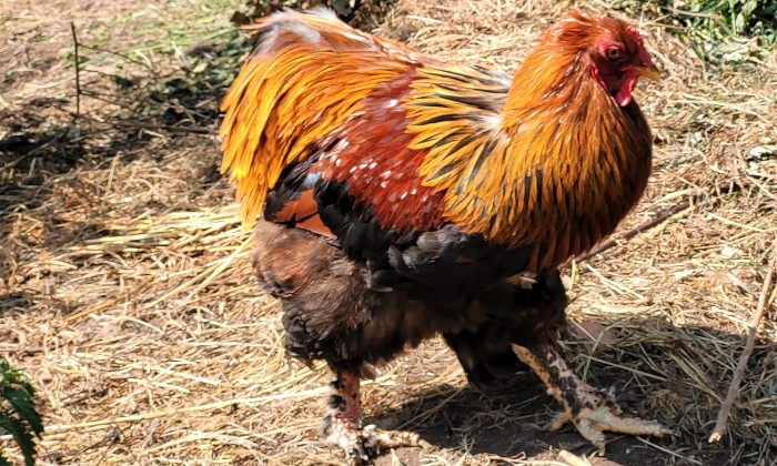 Puzzle Beau coq - Animaux - Absolu Puzzle