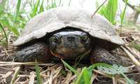 Puzzle La tortue des bois
