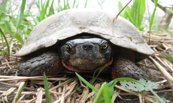 Puzzle 13558 - La tortue des bois