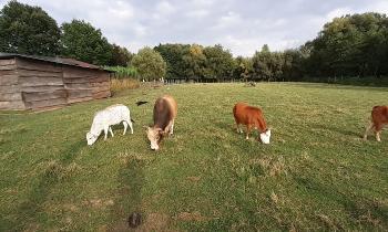 Puzzle 13403 - Vaches naines
