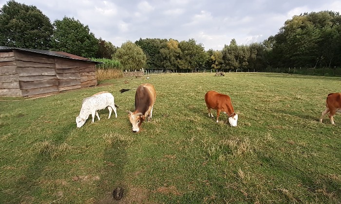 Puzzle Vaches naines