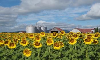 Puzzle 13661 - Merveilleux monde du tournesol