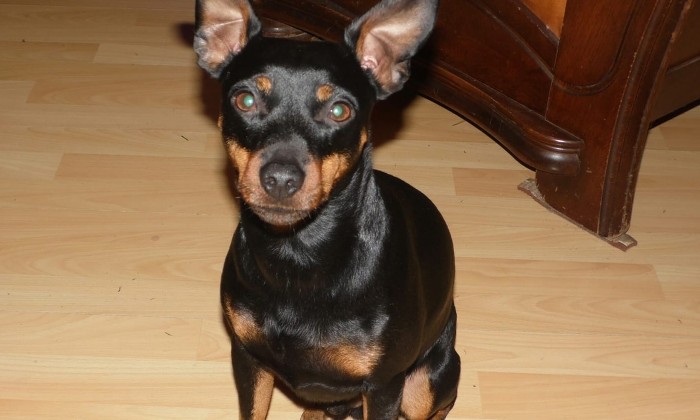 Puzzle Hugo