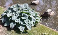 Puzzle Hosta Blue Cadet