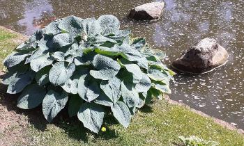 Puzzle 13697 - Hosta Blue Cadet