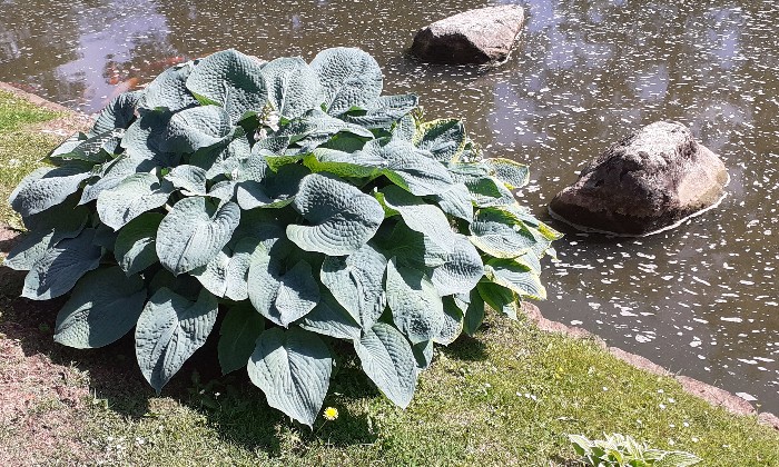 Puzzle Hosta Blue Cadet - Paysages & Fleurs - Absolu Puzzle