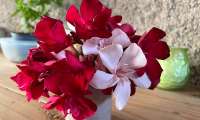 Puzzle fleurs de laurier