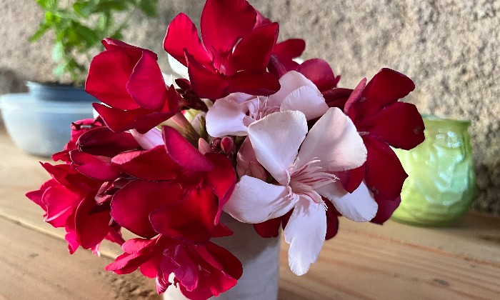 Puzzle fleurs de laurier