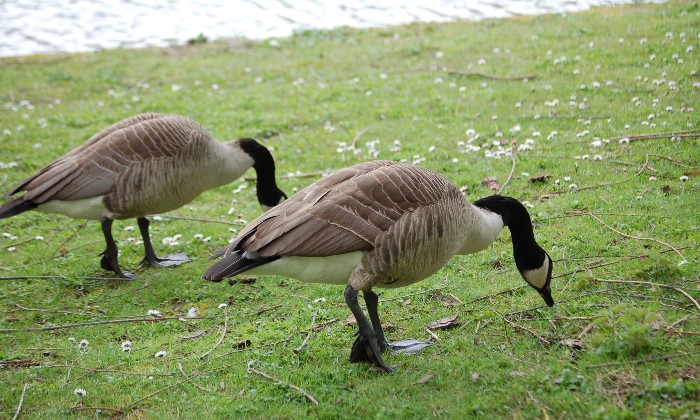 Puzzle Je vois double - Animaux - Absolu Puzzle