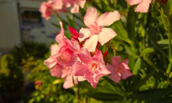 Puzzle 13381 - Laurier rose