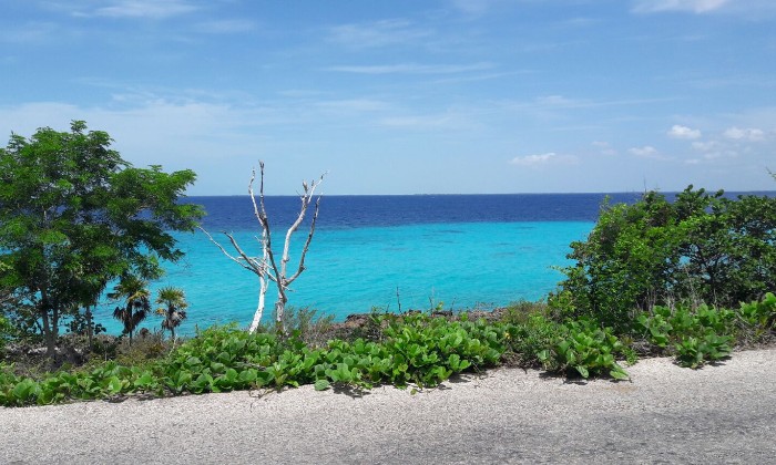 Puzzle Mer des Caraïbes - Paysages & Fleurs - Absolu Puzzle