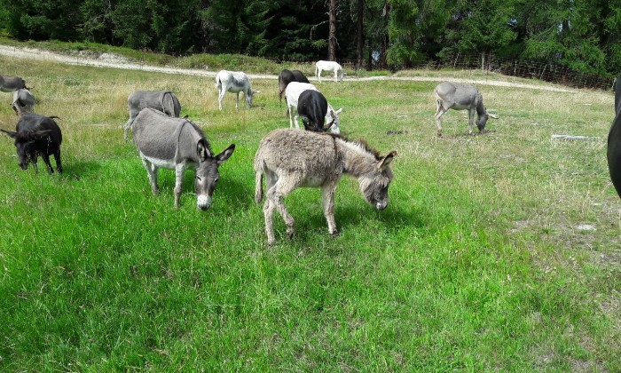 Puzzle Anes en liberté - Animaux - Absolu Puzzle