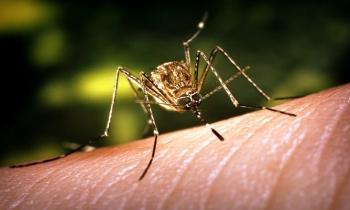 14617 | Le moustique Culex tarsalis - 