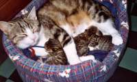 Puzzle Nala et ses chatons