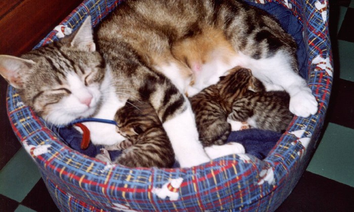 Puzzle Nala et ses chatons - Animaux - Absolu Puzzle