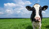 Puzzle Une vache laitière