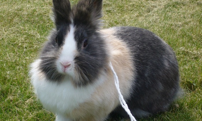 Puzzle lapin - Animaux - Absolu Puzzle