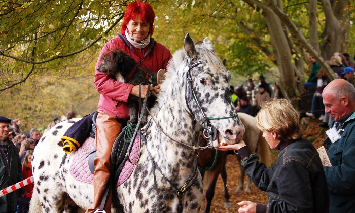 Puzzle Cheval et cavalière - Animaux - Absolu Puzzle