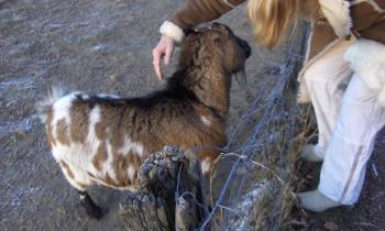 Puzzle 14122 - Chèvre pas sauvage