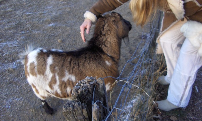 Puzzle Chèvre pas sauvage - Animaux - Absolu Puzzle