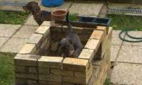 Puzzle chien dans le barbecue