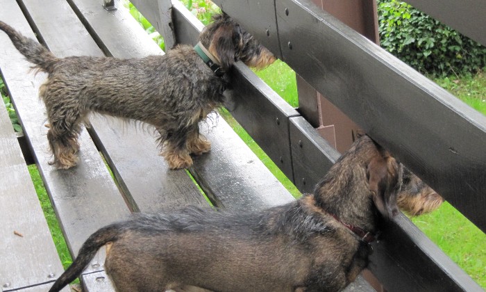 Puzzle Il est en retard - Animaux - Absolu Puzzle