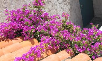 Puzzle 13822 - bougainvillier