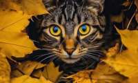 Puzzle Chat alors