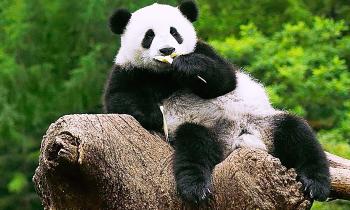 Puzzle 14847 - un pacha