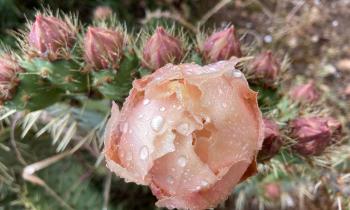 Puzzle 14638 - Mon amie la rose