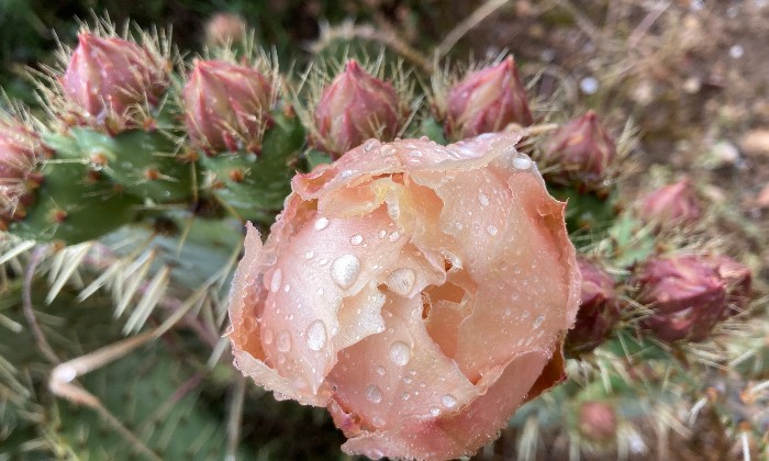 Puzzle Mon amie la rose - Paysages & Fleurs - Absolu Puzzle