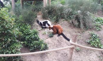 Puzzle 14318 - Lémuriens