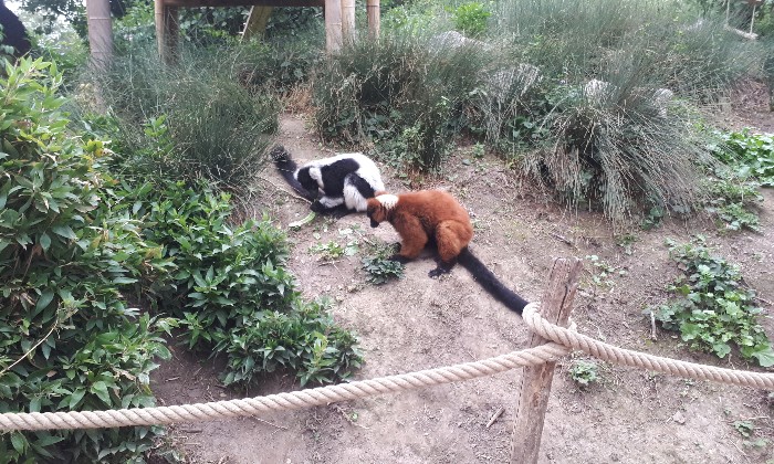 Puzzle Lémuriens - Animaux - Absolu Puzzle