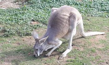 Puzzle 14208 - Kangourou