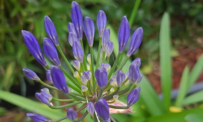 Puzzle Agapanthe - Paysages & Fleurs - Absolu Puzzle