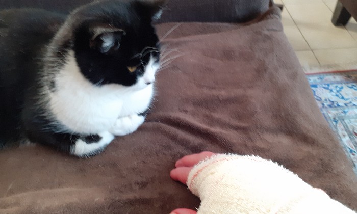 Puzzle Je n aurais pas du - Animaux - Absolu Puzzle