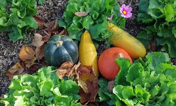 Puzzle 14018 - Citrouilles de mon jardin