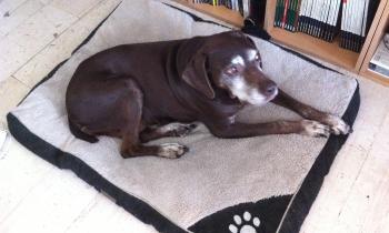 Puzzle 14814 - Gisèle