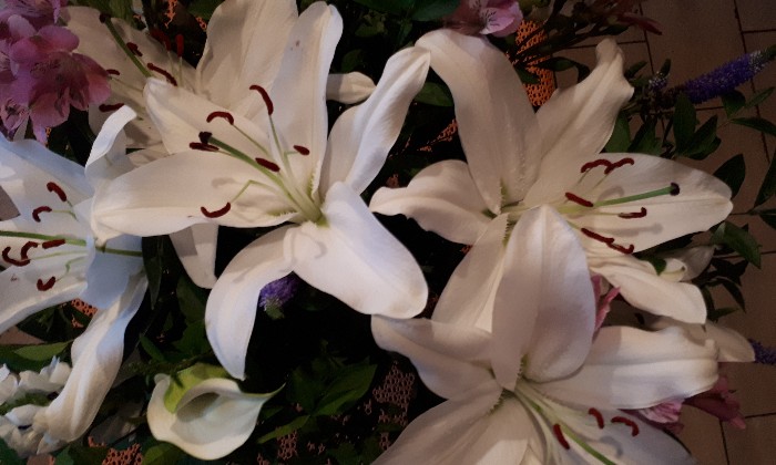 Puzzle Lys doré du Japon - Paysages & Fleurs - Absolu Puzzle