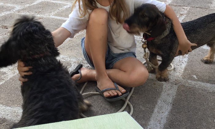 Puzzle calins à gogo - Animaux - Absolu Puzzle