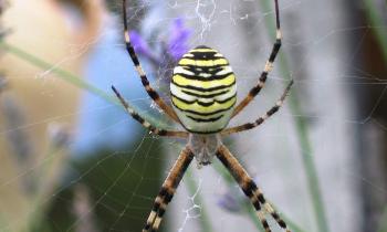 Puzzle 14474 - Epeire faciée