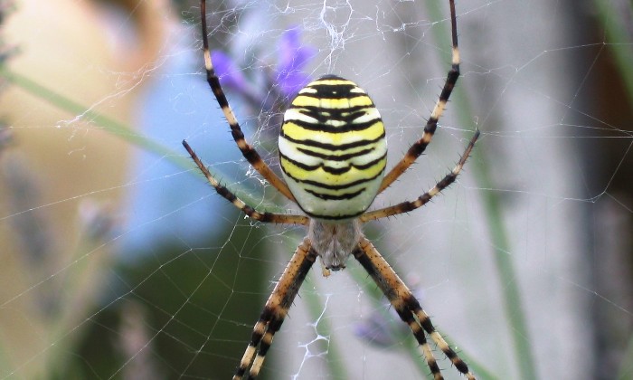 Puzzle Epeire faciée - Animaux - Absolu Puzzle