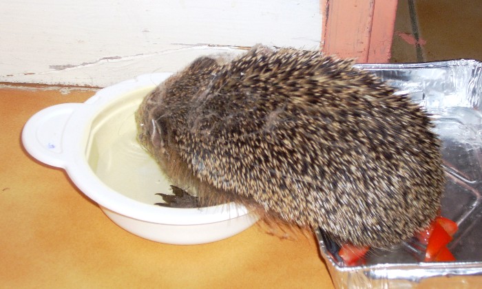 Puzzle Hérisson affamé - Animaux - Absolu Puzzle