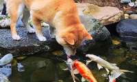 Puzzle Ce chien aime les poissons