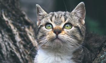 Puzzle 14320 - Chaton